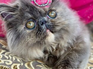Blue & cream Persian female kitten