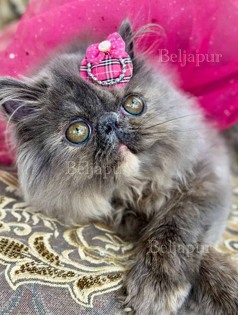 Blue & cream Persian female kitten image 1