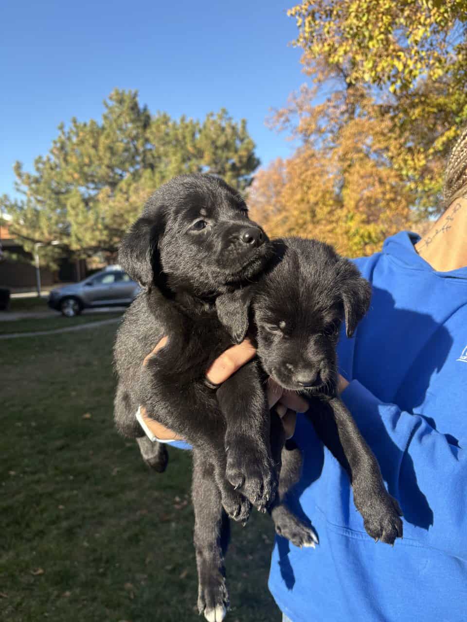 Lab × Husky Puppies Looking for Loving Homes! image 7