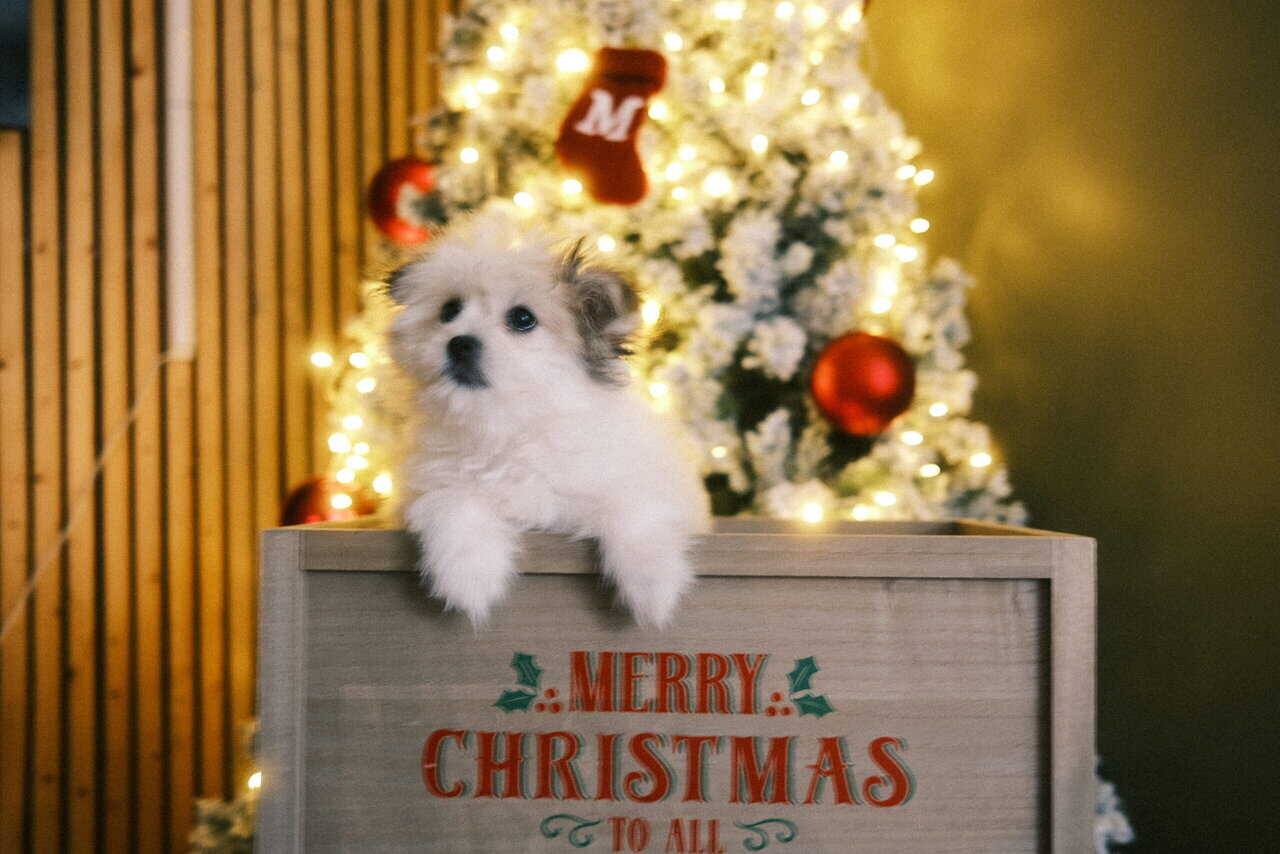 Pomeranian Puppy image 2