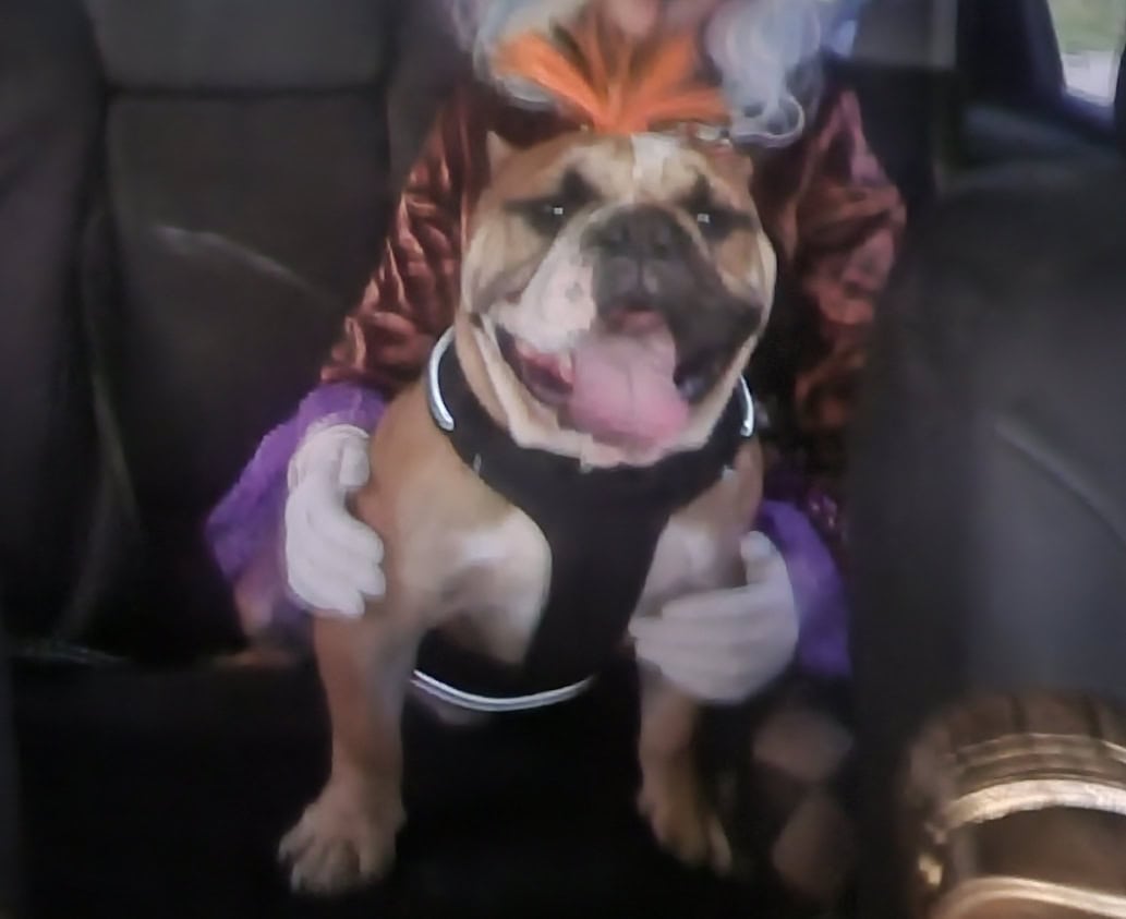 American Bully image 2