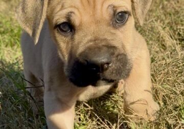 Light Green Collar Fawn