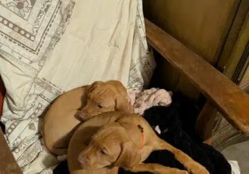 Vizsla Puppies