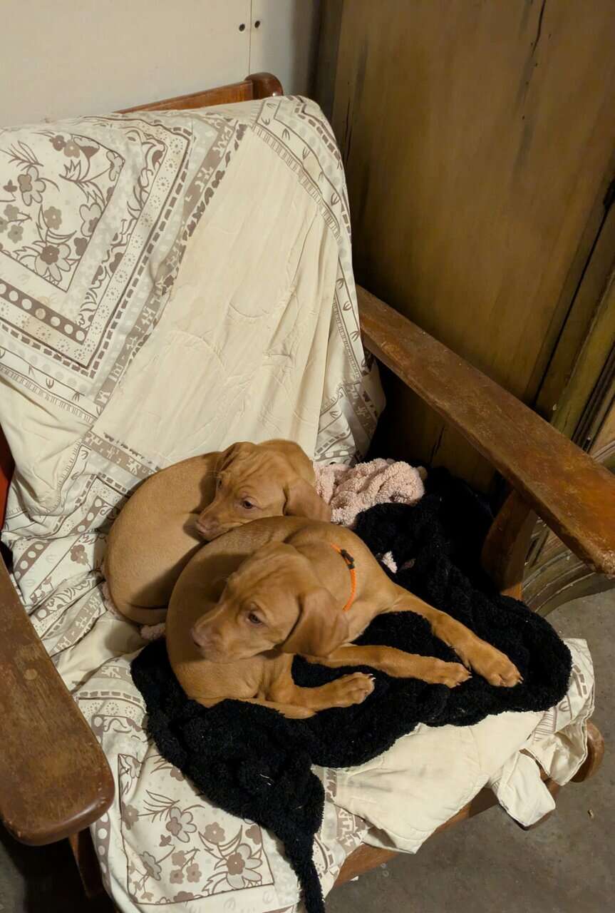 Vizsla Puppies image 1