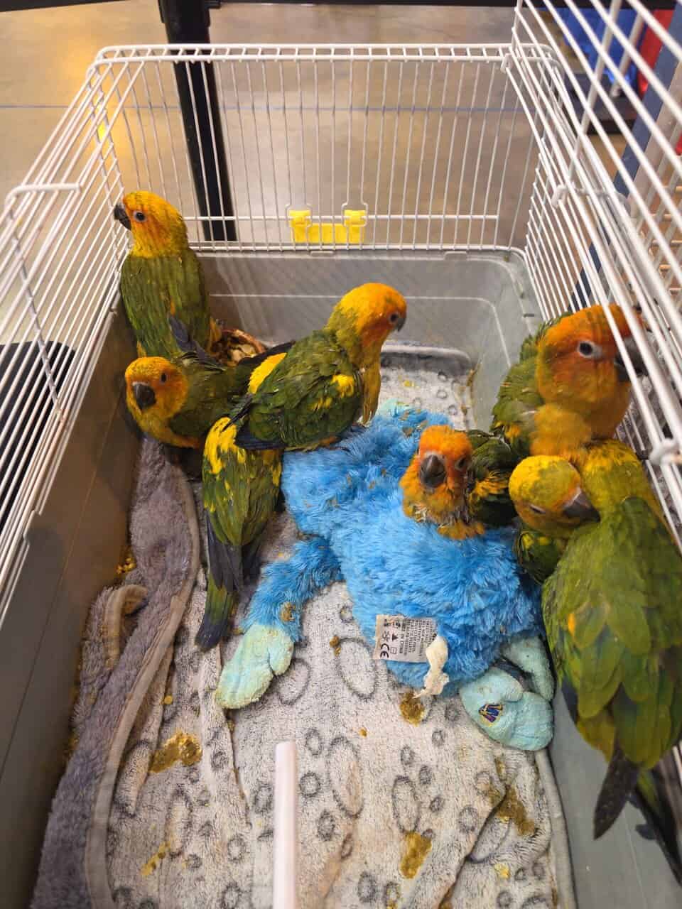 Baby Sun Conure image 1