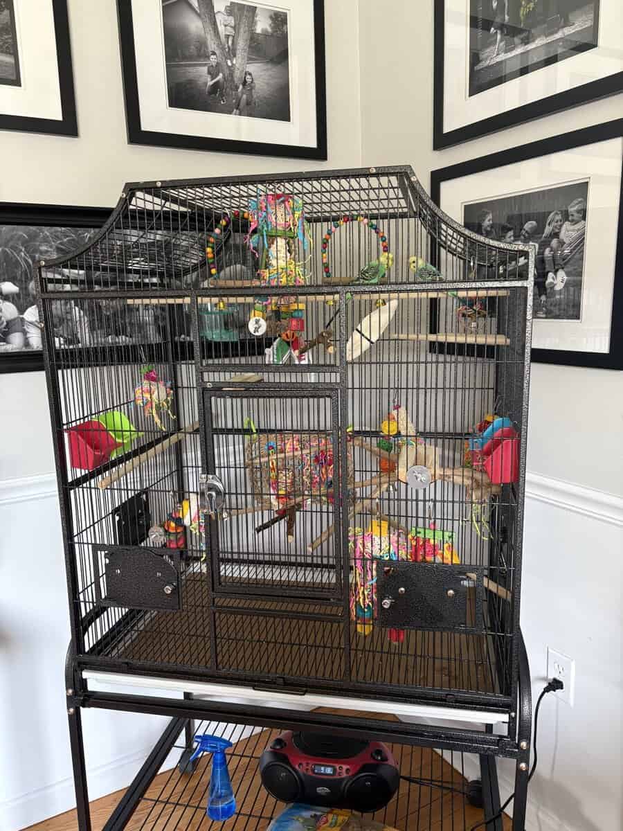 Two young parakeets/accessories image 4
