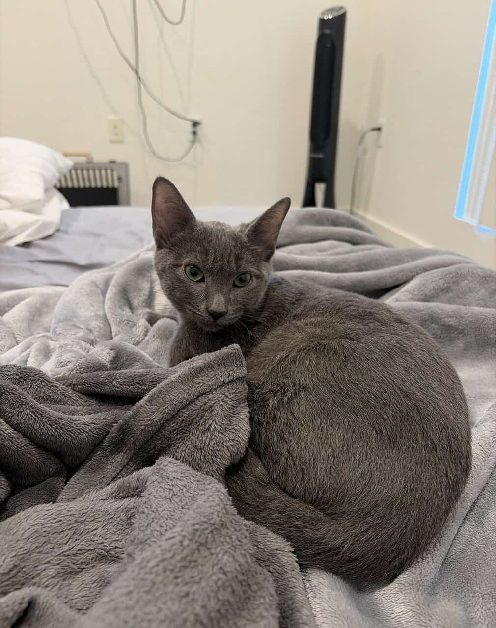 Kitten image 1