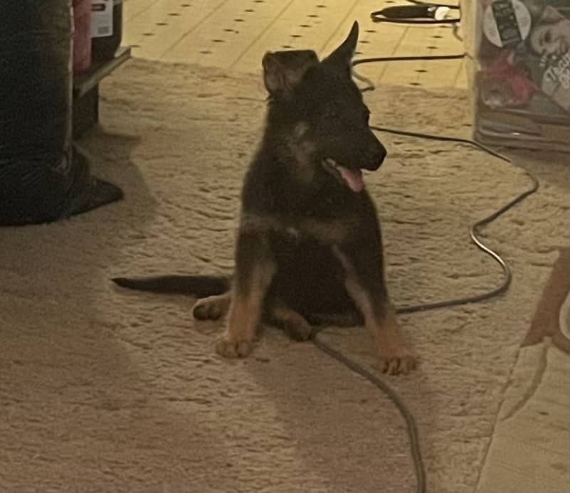 Male German Shepherd puppy image 2
