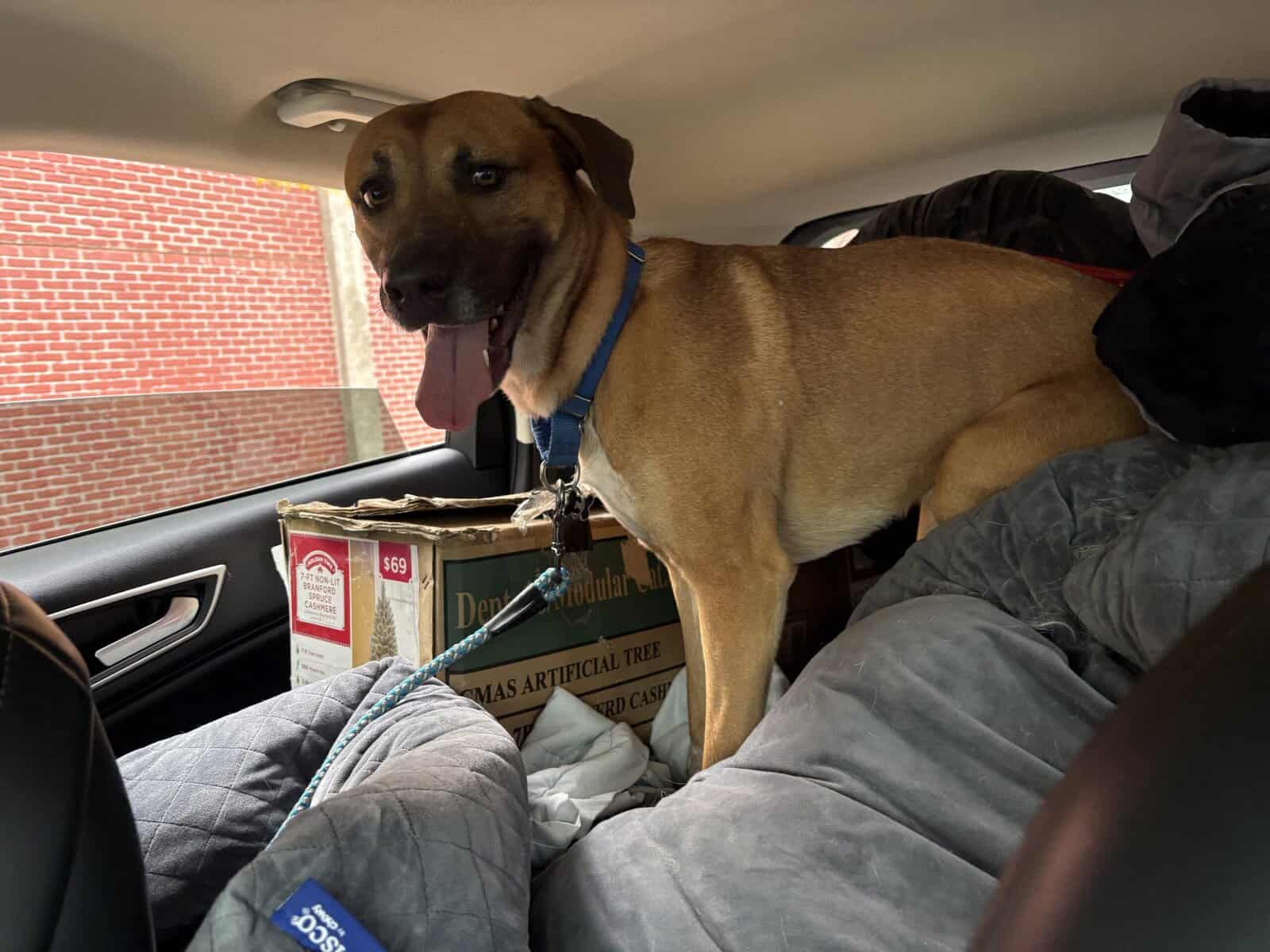 Looking to rehome this goofy sweet boy image 3