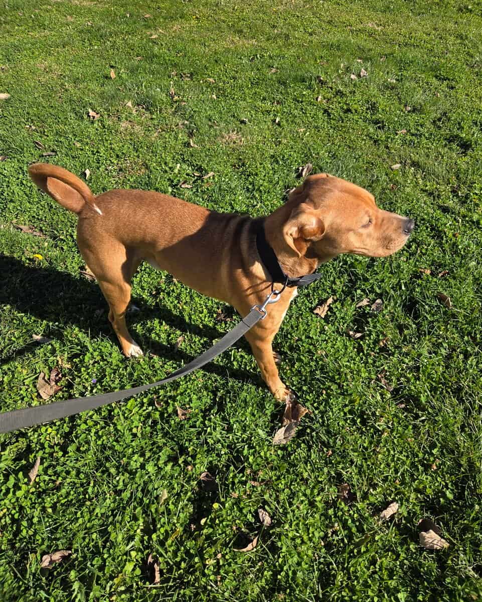 Pit mix to a good home image 2