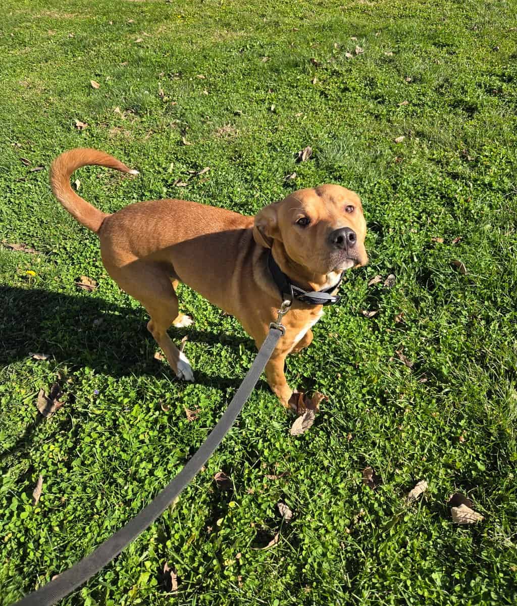 Pit mix to a good home image 1