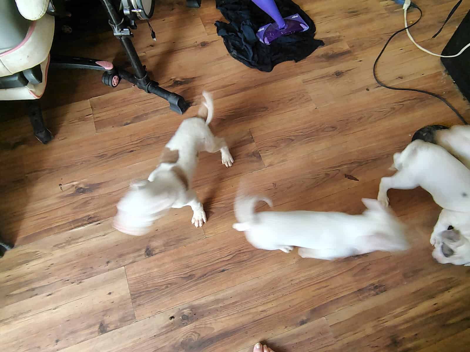 Rehoming-pitbull puppies image 6
