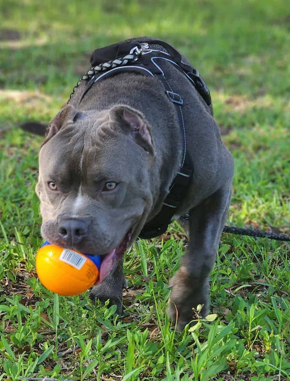 American Bully image 1