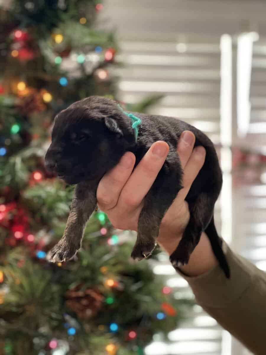 AKC Registered German Shepherd Puppies — 9 Availab image 10