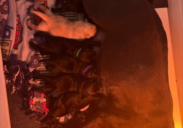 AKC Labrador Puppies