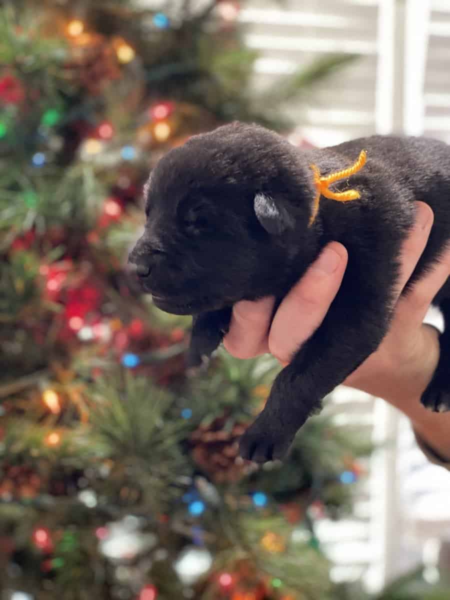 AKC Registered German Shepherd Puppies — 9 Availab image 13
