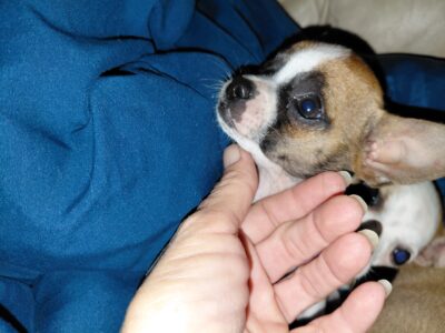 Tiny teacup chihuahuas