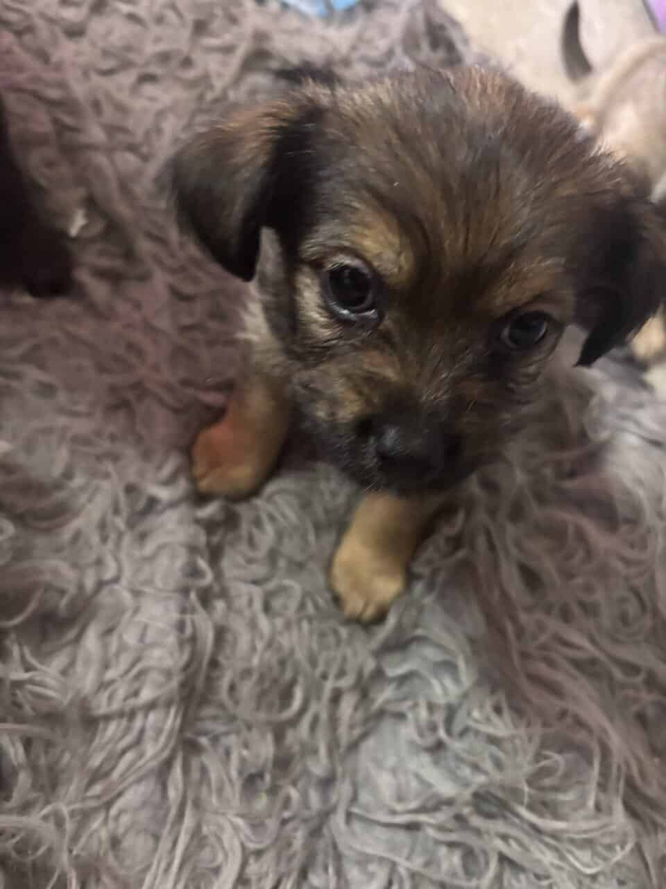 Zeailah a patterdale terrier mix image 3