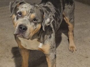 Full Bully Dog for Rehoming