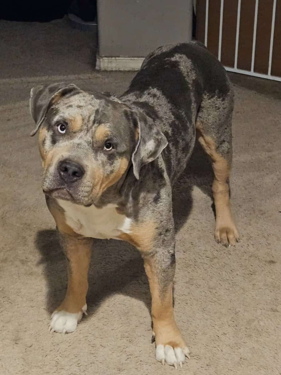 Full Bully Dog for Rehoming image 1