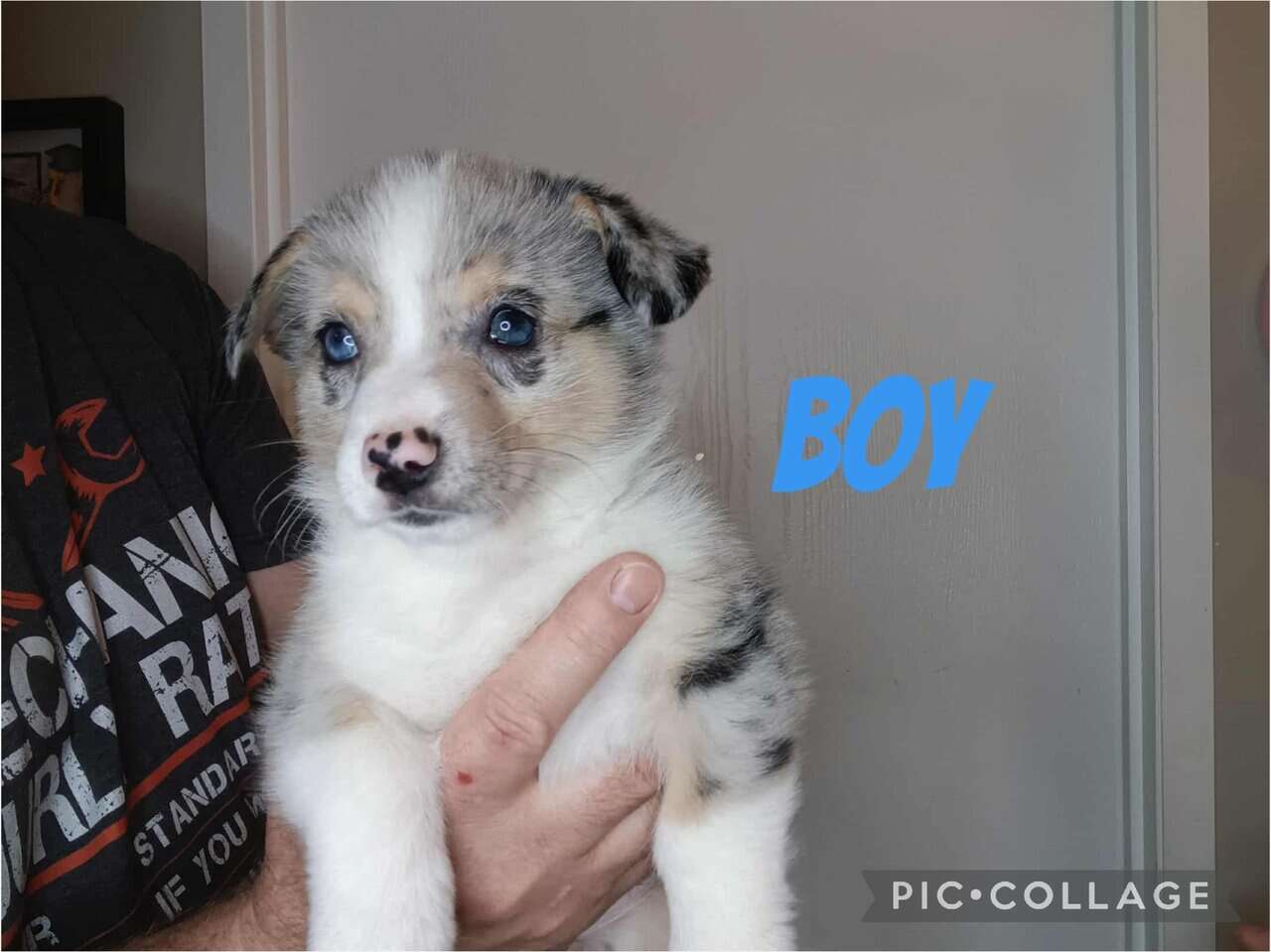 Ckc American Corgi image 1