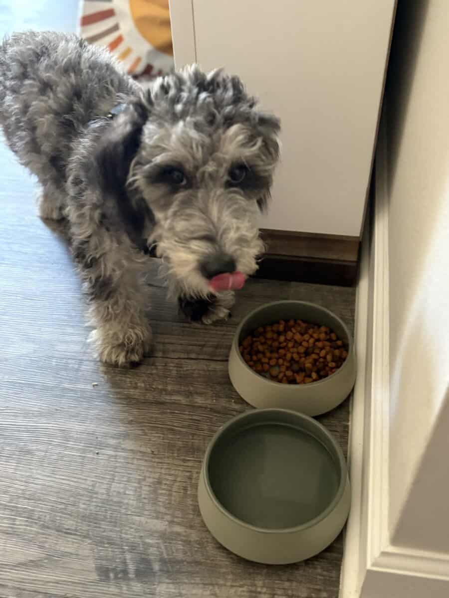 Miniature sheepadoodle image 4
