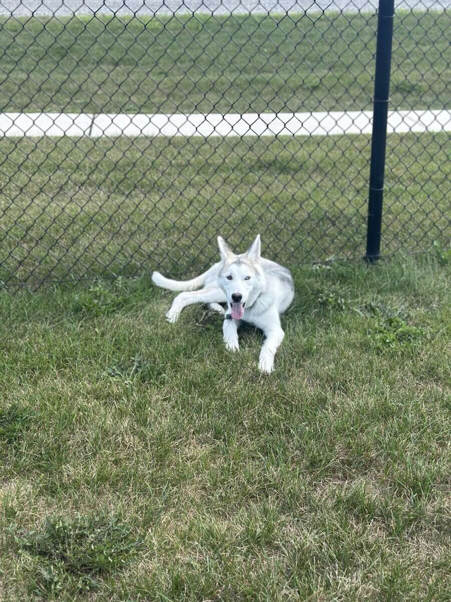 Dog up for adoption image 4