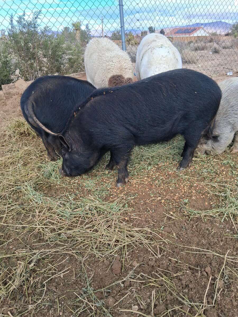 Pigs 9 month old image 3