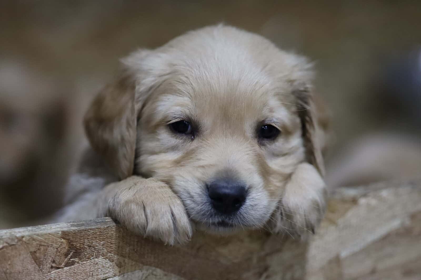 Golden Retriever Puppies, ACA Registered image 2