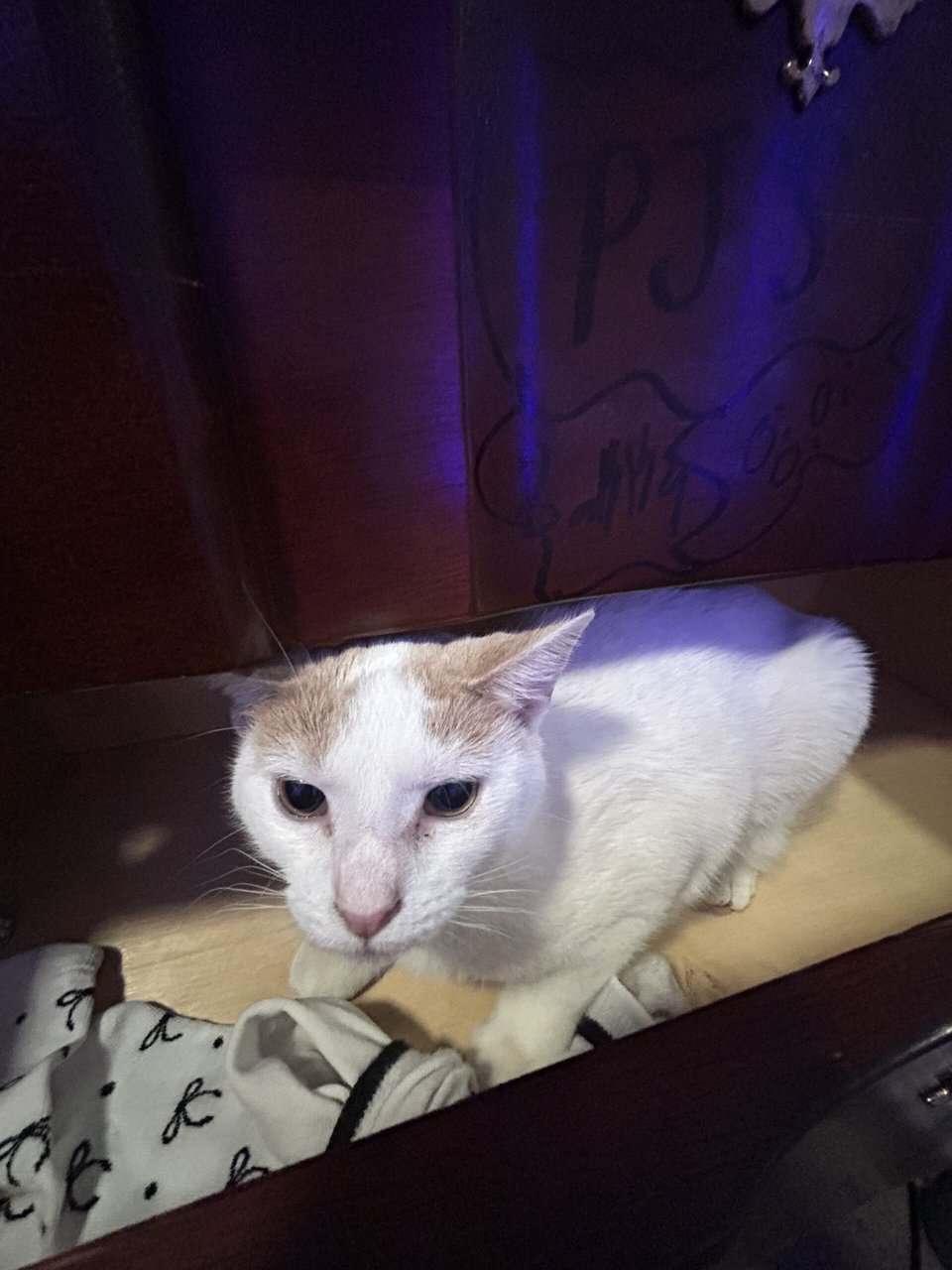 Cat for sale!! image 1