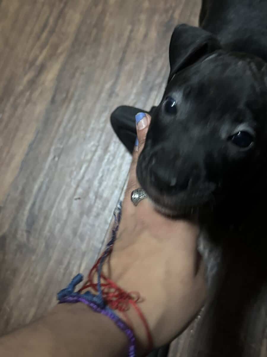 Pitbull Puppies image 11