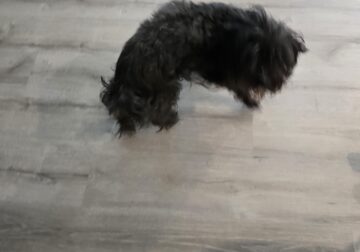 Yorkiepoo for adoption