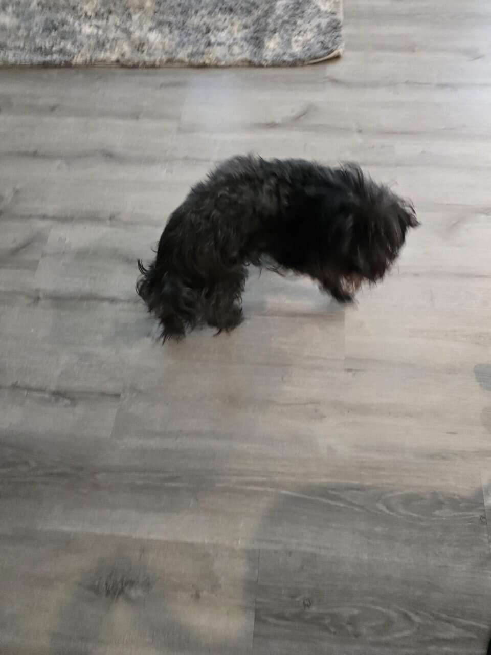 Yorkiepoo for adoption image 1