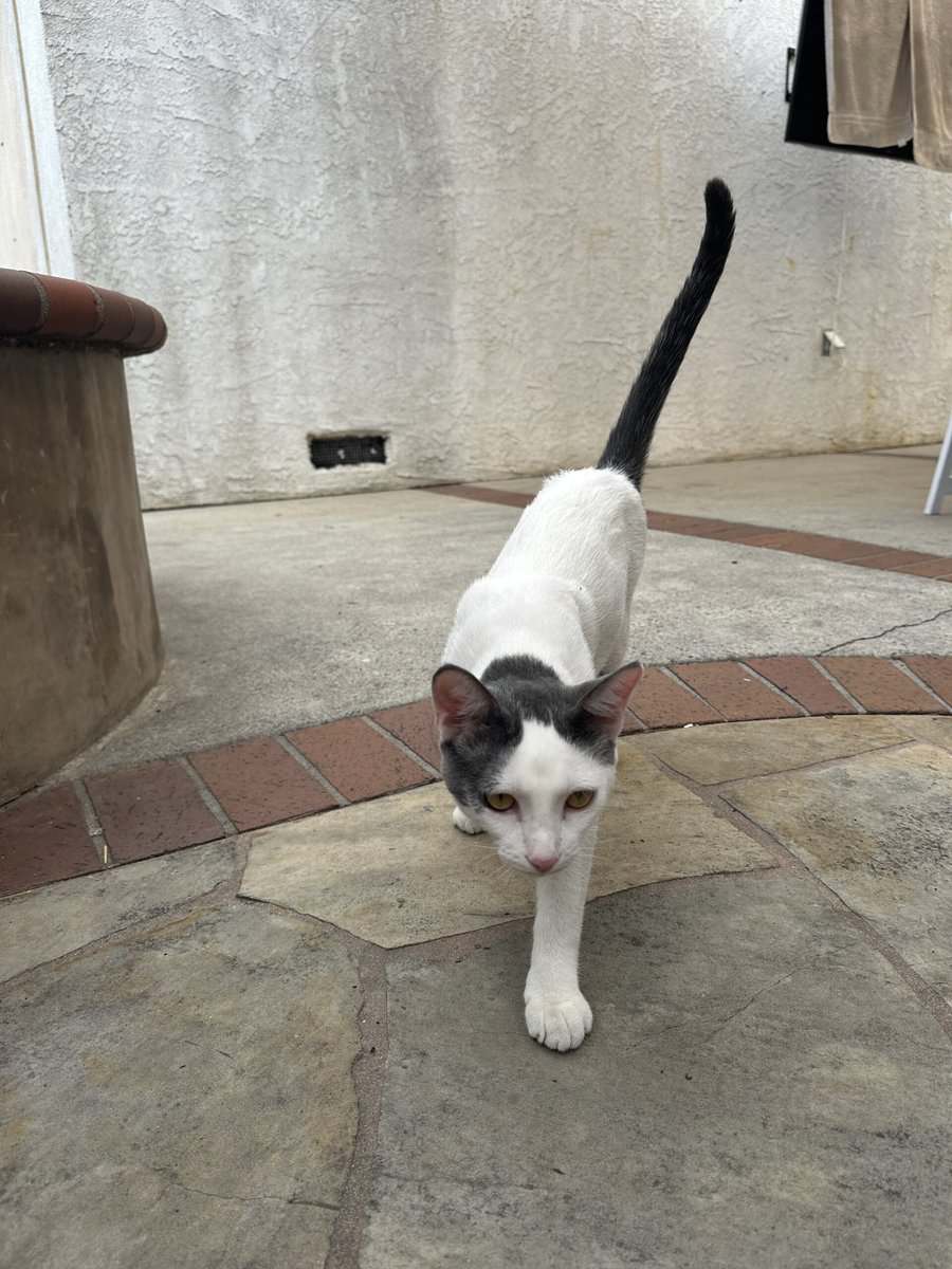 Cuddly Male Cat Needs Loving Home image 4