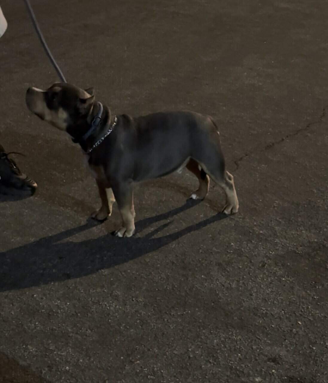 Blue tricolor 6 month old Male Pocket bully image 2