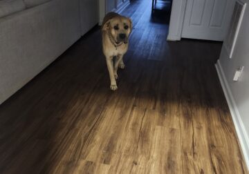 Cane Corso needs a family!