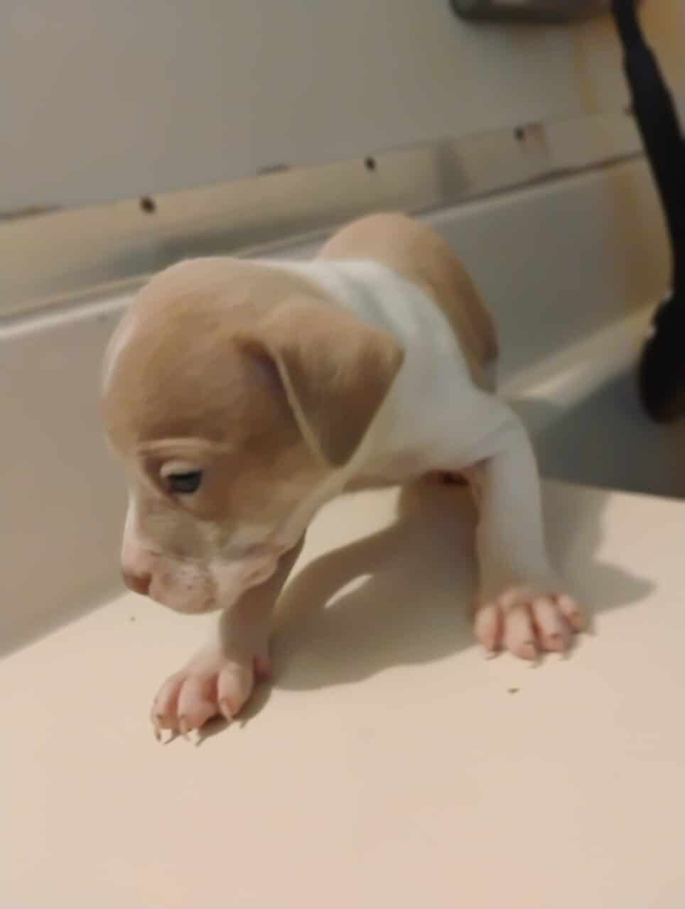 6 week old red/blue nose pit puppies*VACCINATED* image 5