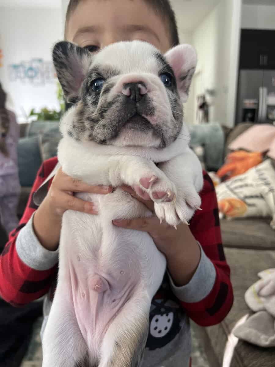 French Bulldog Puppies image 4
