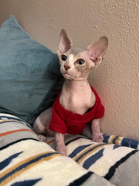 Sphinx Kitten Emergency Sale image 2