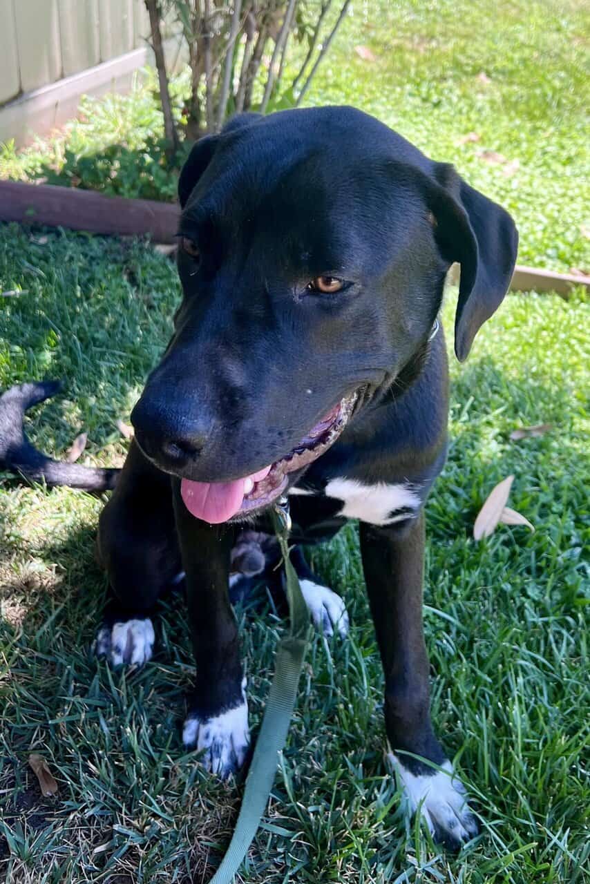Male Puppy Pyrenees/Pitbull mix image 1