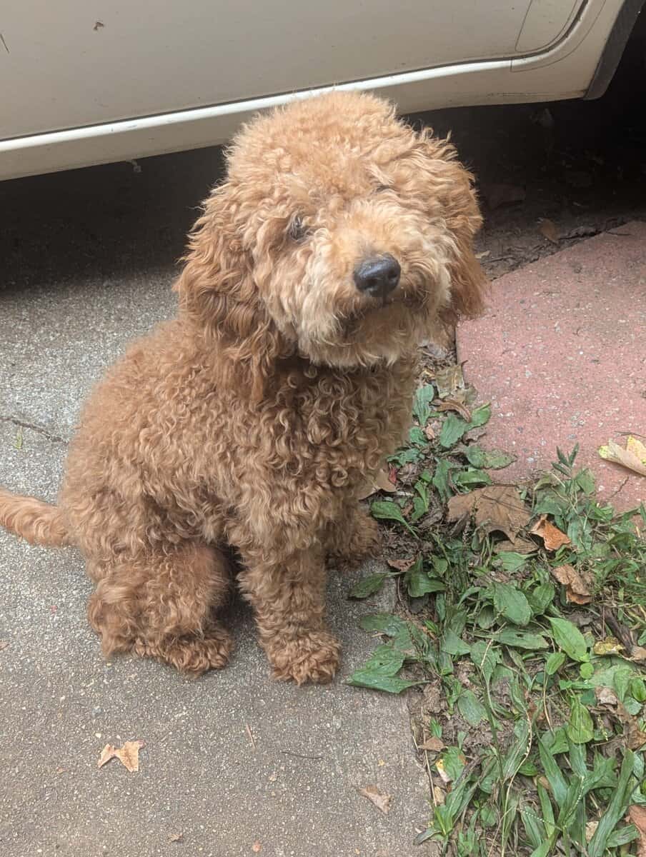 King ( miniature Poodle) image 1