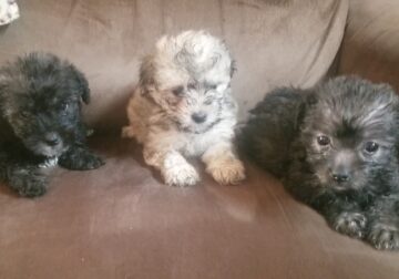 Schnoodle puppies