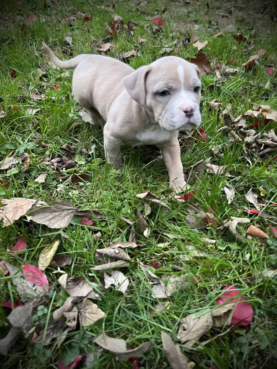 Thor (Champion Bloodline) image 5