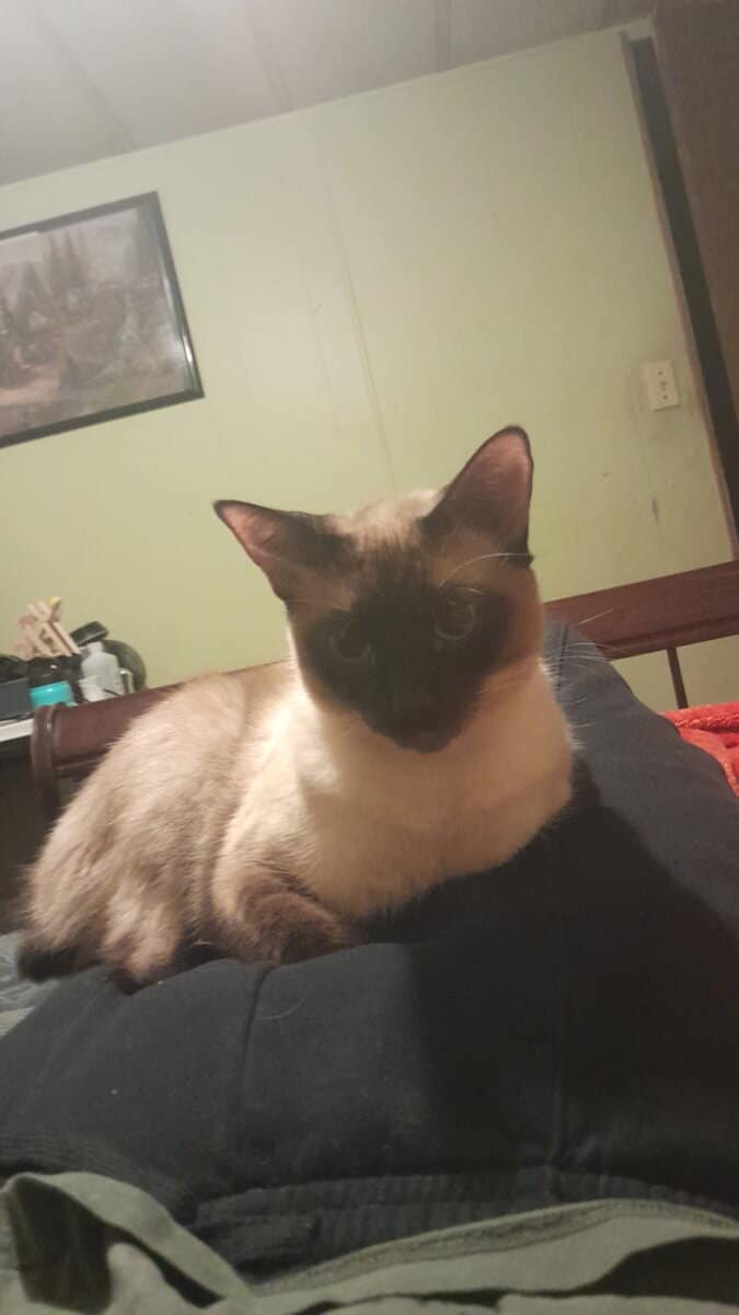 Siamese - Mix image 9