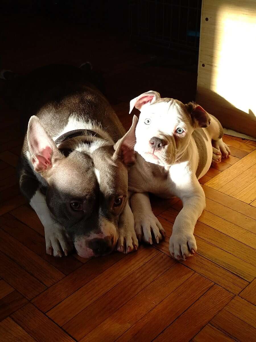 Pocket Bully Puppies • Exotic Colors • Registered image 2