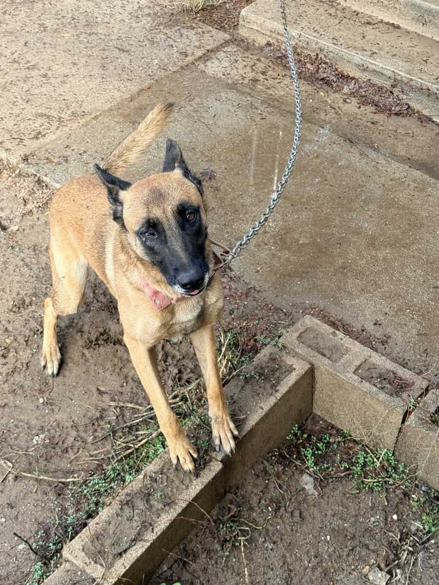 Belgian Malinois/ German Shepherd image 1