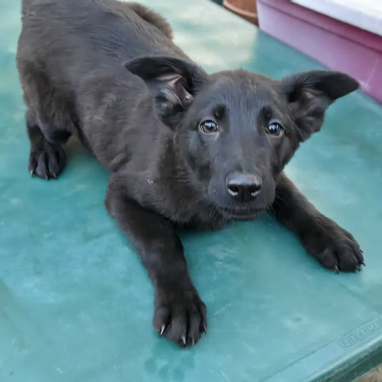 German Shepherd Puppies image 5