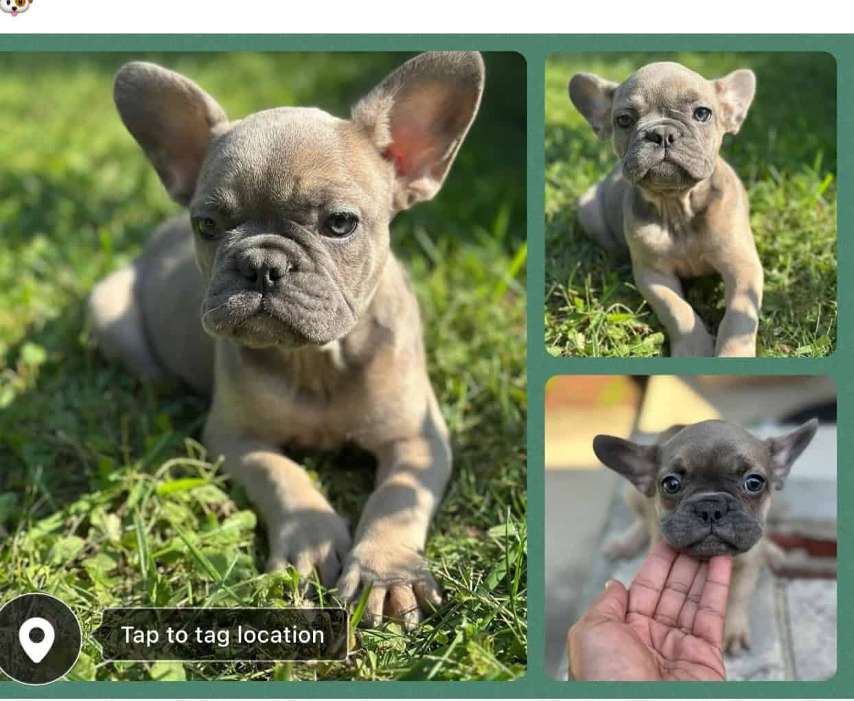 Frenchie puppy 4mth old image 1