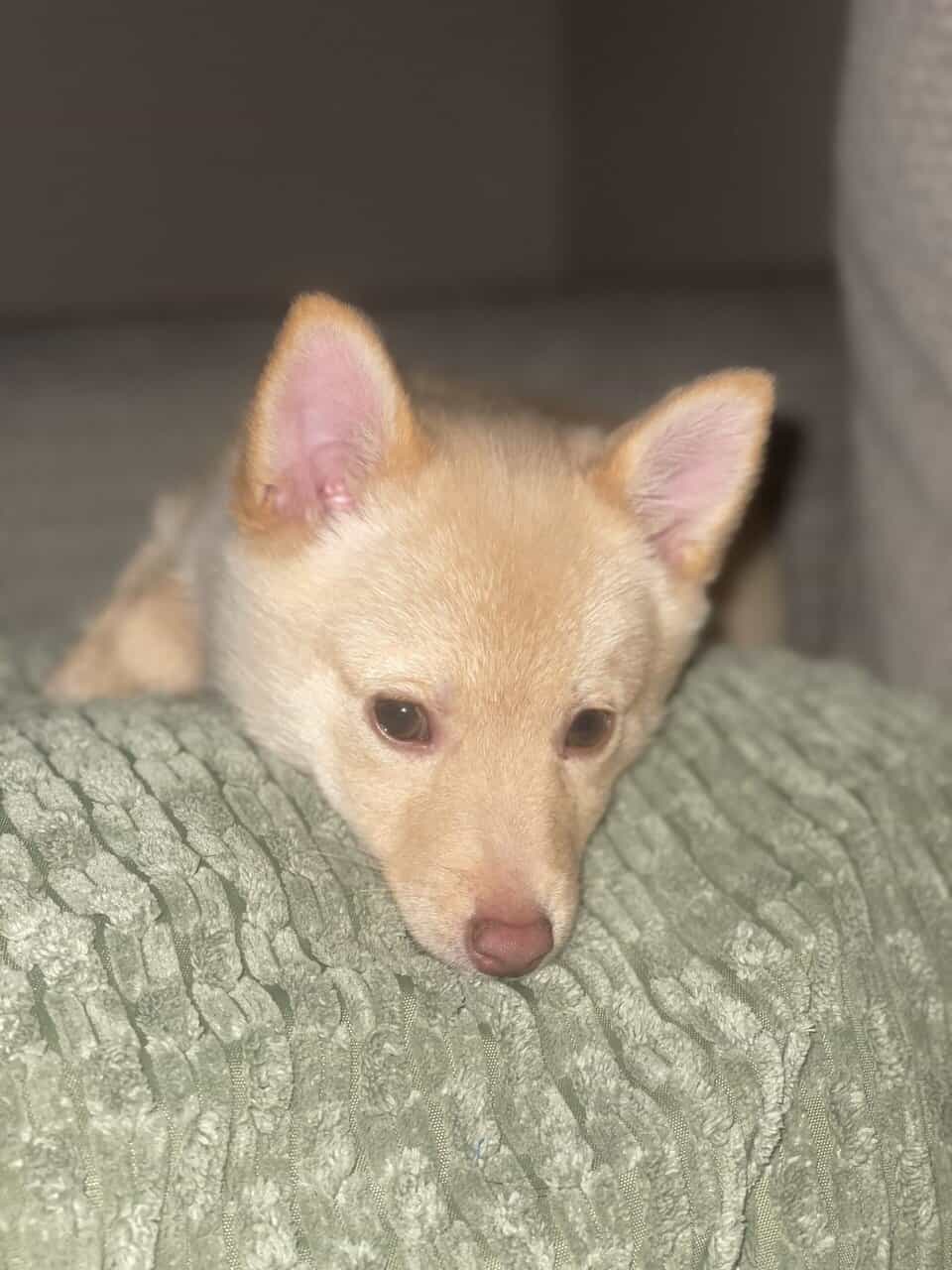 Schipperke Puppy image 1