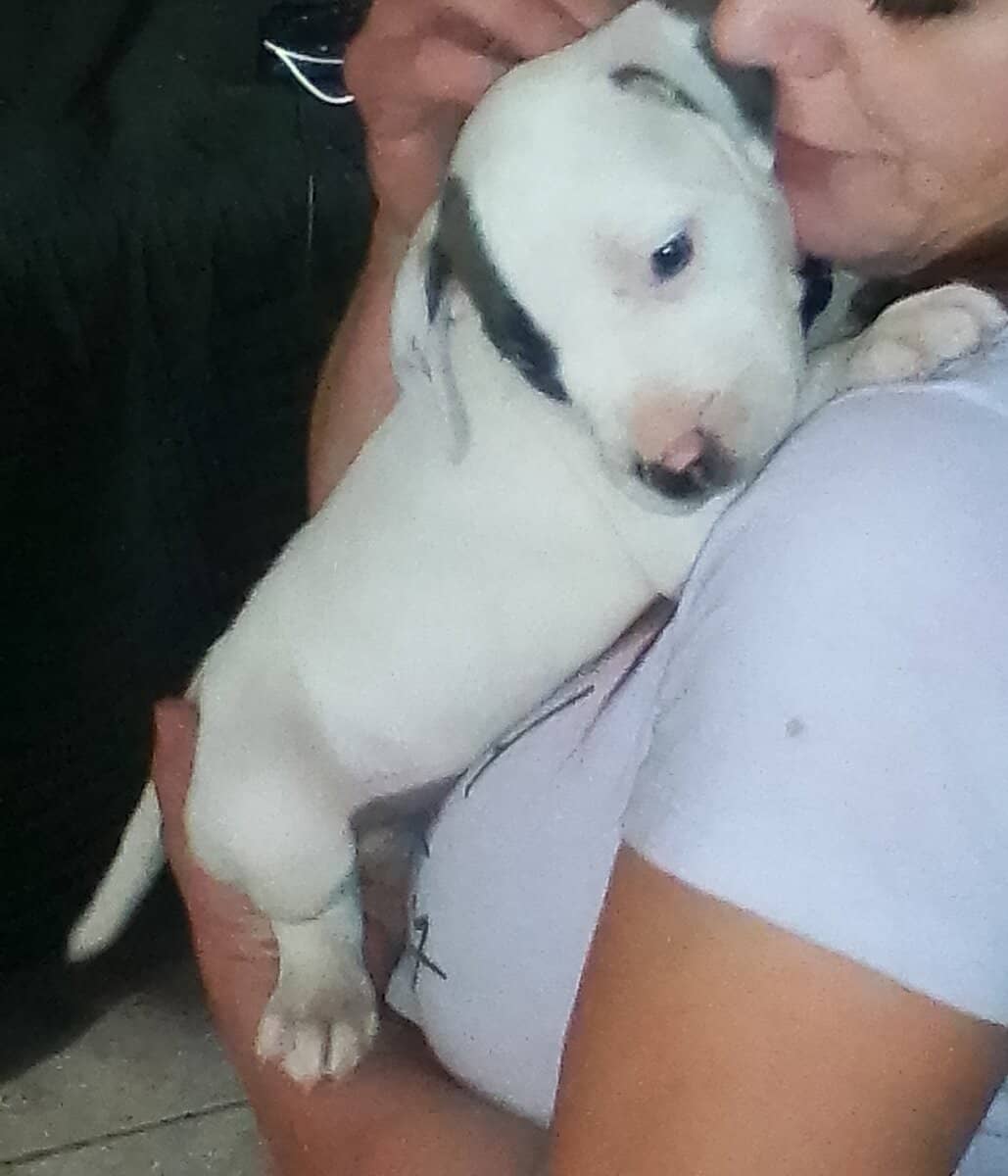 Pitbull Puppies Blue-nose/ Red- nose image 6